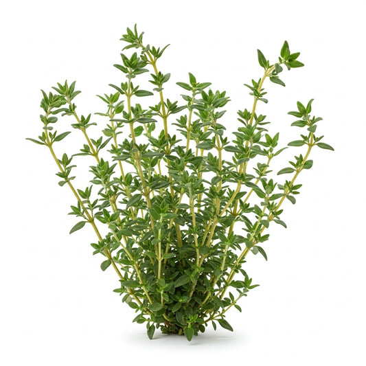 Tomillo Entero Verde (Green Garden Thyme